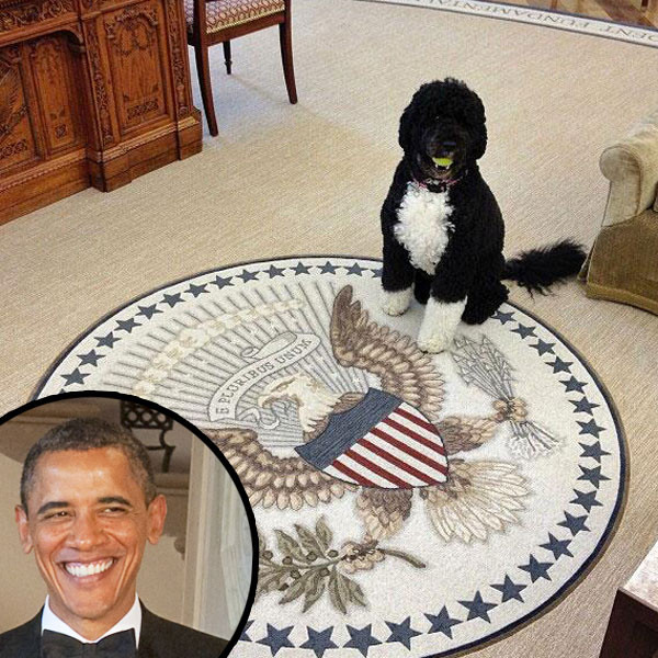 President Barack Obama, Bo the Dog President Barack Obama, Bo the Dog